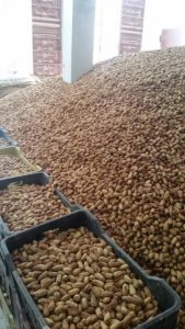 Almond Nuts wholesale / raw Almond nuts bulk / roasted Almond nuts wholesale / Almond nuts exporter / Almond nuts bulk supplier / Almond nuts distributor / cheap Almond nuts bulk / Almond slices wholesale / California almond nuts bulk / Buy raw almond nuts / Almond nuts bulk packaging / almond nuts pallet supplier
