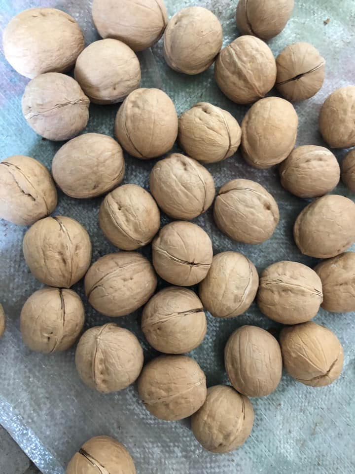 Premium Walnut Halves wholesale